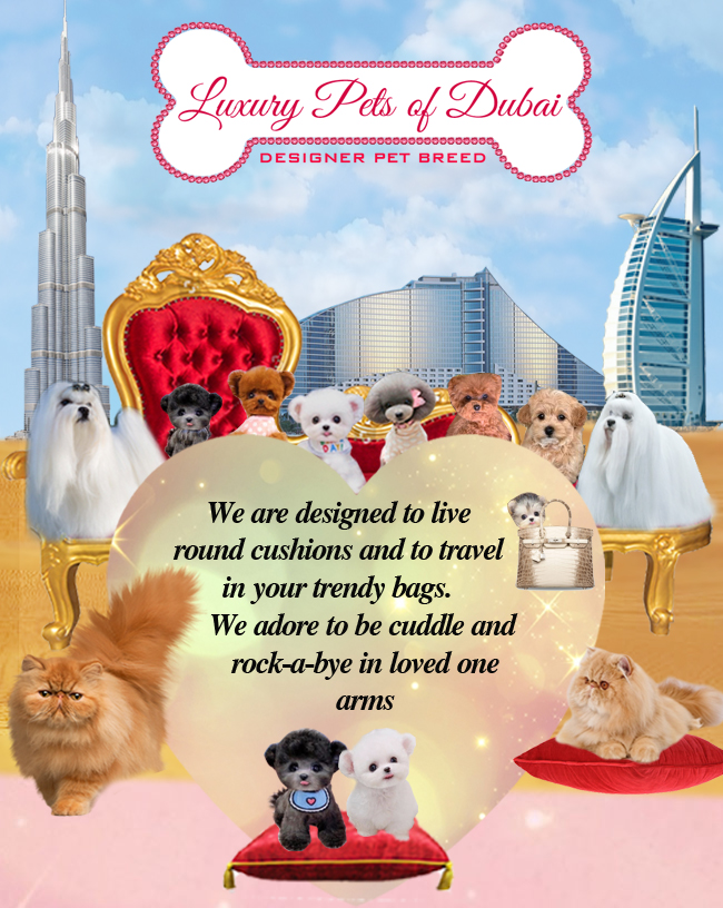 Luxury Pets in Dubai Designer Pet Breed Luxury Pets for Sale Dubai
